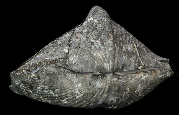 Large Pyrite Replaced Brachiopod (Paraspirifer) - Ohio #34189